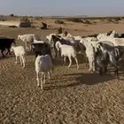 غنم حري للبيع ماعز وضأن فيه دفيع العدد حول 40