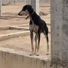 سلق سلوقي كلاب صيد ضايعه مفقوده