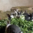 ارانب