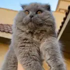 ذكر سكوتش للتزاوج