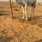 بعير جذع يثني