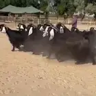 معزا عوارض فاخره للبيع