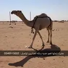 ناقه عشرا