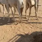 حشو تربية نظاف وسمان