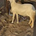 رخل سواكنيه رباع بيضاء برصاء فاخره صنف ( تم البيع )