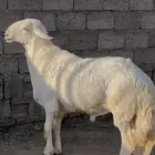 خروف فحل توه  رباع ارتفاع أربع بلكات السوم 5500