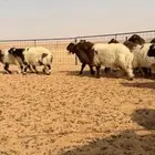 ذبايح نعيم خصم