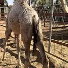 بكره العمر 6 شهور