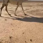 لقحه كفو ثنيه