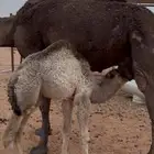 ناقه خلفه