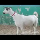 عنز بيشيه سنها جدع مطلع ثني تحتها جفره