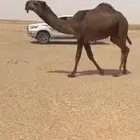 للبيع القعود فردي