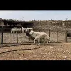 عرضين رخال. حريات ونجد