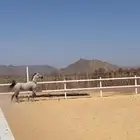حصان للبيع