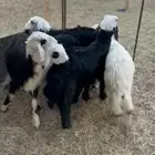 4 خرفان او رخل فل الفل