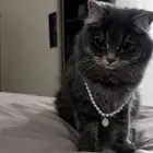 قطه للتبني مطعمه