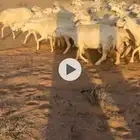 غنم حرش جبره مراح واحد
