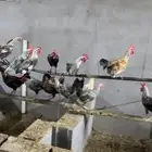 دجاج بلدي ديوك