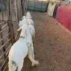 سواكن بيض مرابي
