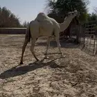 فحل جذع ابوه بعير الشيخ وامه منقيه الامير بندر بن عبدالعز