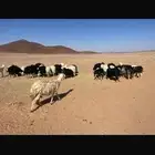 غنم جملة للبيع