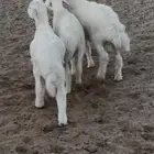 بهم تربيه عفيف