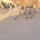 للبيع الشعلاء الكفوو حقه ع الاهدب