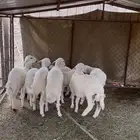 8 خرفان