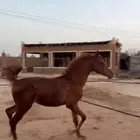 مهره شعبيه
