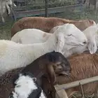 سواكن مرابي 6 شهور