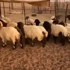 بهم نعيم للبيع