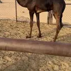 قعود كايف كفووو للبيع رقم الجوآل