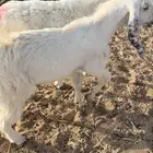 تيس ذبيحه