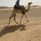 للبيع جذع ركبي طوع