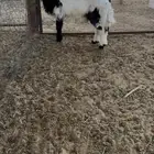 خروف نعيمي
