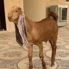 مشروع فحل مطور فاخر