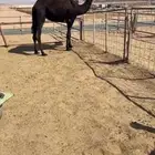 بكره مجهم كفو