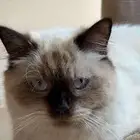 قطط لتبني