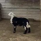 خروف نجدي