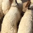 للبيع بهم نعيم