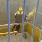 جوز كروان انتاج مكينه