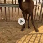 مفرود ع الحاكم بعير الشمري