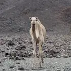 للبيع بكره لقيه