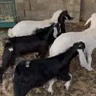 تيوس مفاطيم ويتوفر ذبايح حري