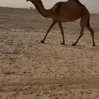 بكرة مزاين كفو منهو القناي على بعير الهدب