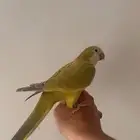 فرخ كويكر زيتوني