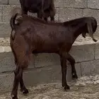 تيس