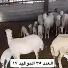 ضان للبيع