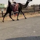 رحول مجهم طيبه