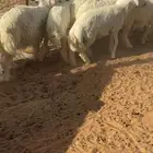بهم العدد 15